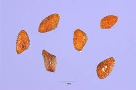 Attēlu rezultāti vaicājumam “Plantago media bud”