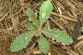 Attēlu rezultāti vaicājumam “Sonchus asper leaf”