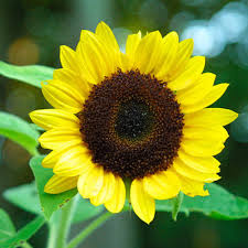 Attēlu rezultāti vaicājumam “Helianthus annuus flower”