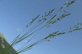 Attēlu rezultāti vaicājumam “Poa compressa”