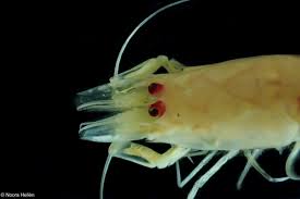 Attēlu rezultāti vaicājumam “Crangon crangon”