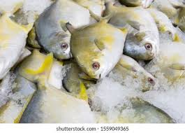 Image result for Trachinotus carolinus