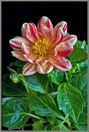 Image result for Dahlia hybrid.