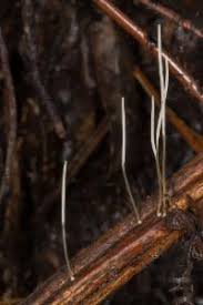 Attēlu rezultāti vaicājumam “Macrotyphula juncea”