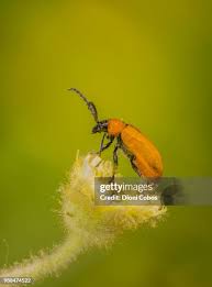 Attēlu rezultāti vaicājumam “Cantharidae”