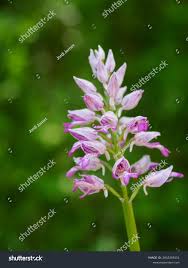 Attēlu rezultāti vaicājumam “Orchis militaris leaf”