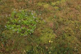 Attēlu rezultāti vaicājumam “Syntrichia ruralis var. ruralis”