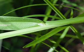 Attēlu rezultāti vaicājumam “Poa remota”