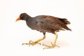 Attēlu rezultāti vaicājumam “Gallinula chloropus”