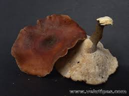 Attēlu rezultāti vaicājumam “Polyporus tubaeformis”