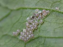 Attēlu rezultāti vaicājumam “Mamestra brassicae pupa”