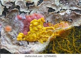 Attēlu rezultāti vaicājumam “Cytidia salicina”