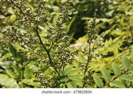 Attēlu rezultāti vaicājumam “Sorbaria sorbifolia bud”