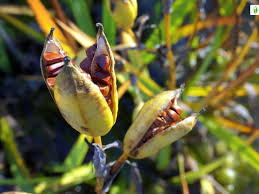 Attēlu rezultāti vaicājumam “Iris pseudacorus fruit”