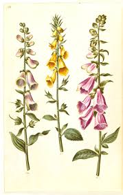 Image result for Digitalis grandiflora