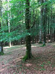 Attēlu rezultāti vaicājumam “Fagus sylvatica fo. laciniata”