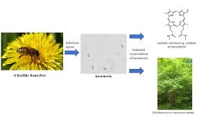 Attēlu rezultāti vaicājumam “Dianema depressum spores”