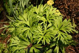 Attēlu rezultāti vaicājumam “Aconitum napellus leaf”