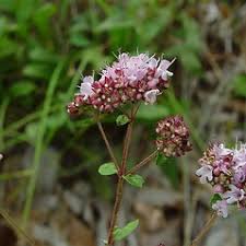 Attēlu rezultāti vaicājumam “Origanum vulgare leaf”