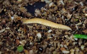 Attēlu rezultāti vaicājumam “Polyzonium germanicum”