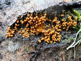 Attēlu rezultāti vaicājumam “Badhamia utricularis spores”