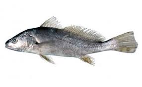 Image result for Argyrosomus japonicus