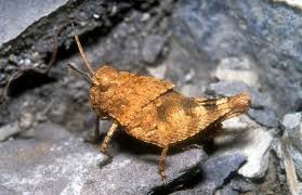 Attēlu rezultāti vaicājumam “Oedipoda caerulescens”