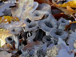 Attēlu rezultāti vaicājumam “Cratarellus cornucopioides”