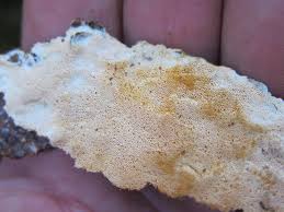 Attēlu rezultāti vaicājumam “Perenniporia subacida”