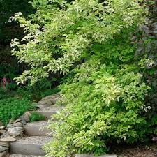 Attēlu rezultāti vaicājumam “Sambucus nigra”