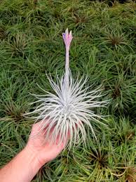 Image result for tillandsia umbellata