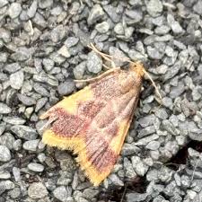 Attēlu rezultāti vaicājumam “Hypsopygia costalis”