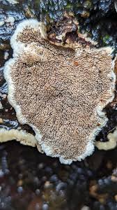 Attēlu rezultāti vaicājumam “Cerrena unicolor”