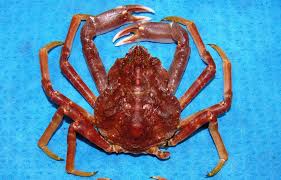 Image result for Hyas coarctatus