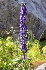 Image result for Eisenhut