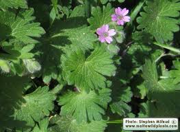 Attēlu rezultāti vaicājumam “Geranium molle leaf”