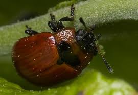 Attēlu rezultāti vaicājumam “Gonioctena viminalis”