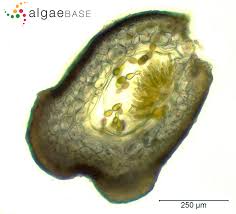 Attēlu rezultāti vaicājumam “Lemanea fluviatilis”