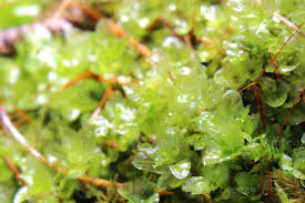 Attēlu rezultāti vaicājumam “Rhizomnium punctatum”