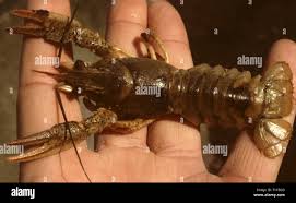 Attēlu rezultāti vaicājumam “Astacus leptodactylus”