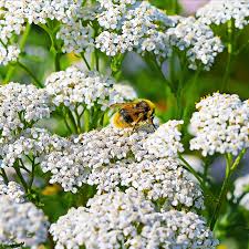Image result for Achillea millefolium