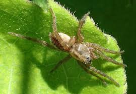 Attēlu rezultāti vaicājumam “Lycosidae”