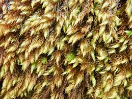 Attēlu rezultāti vaicājumam “Sciuro-hypnum curtum sporophyte”