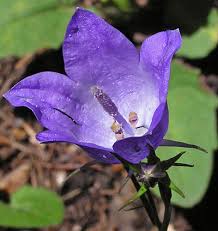 Image result for Campanula affinis