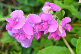 Attēlu rezultāti vaicājumam “Lathyrus latifolius flower”