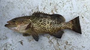 Image result for Mycteroperca microlepis