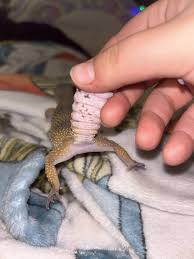 Image result for gravidity leopard gecko