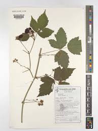 Attēlu rezultāti vaicājumam “Rubus caesius”
