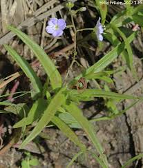 Attēlu rezultāti vaicājumam “Veronica scutellata flower”