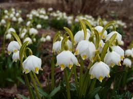 Attēlu rezultāti vaicājumam “Leucojum vernum var. carpathicum”